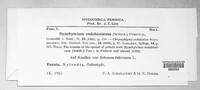 Synchytrium endobioticum image